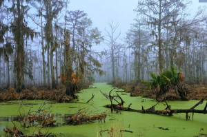 Jurrasic Swamp - HDR